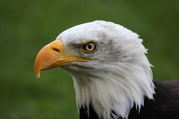 Weißkopfseeadler