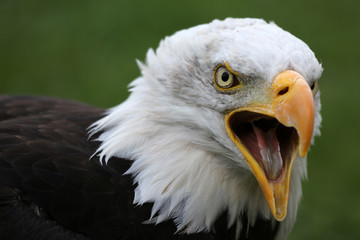 Weißkopfseeadler