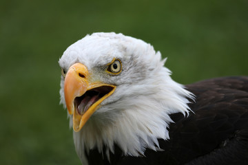 Weißkopfseeadler