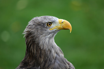 Seeadler