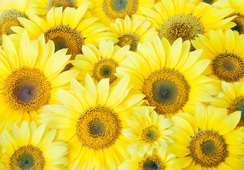 Obraz premium beautiful sunflower background