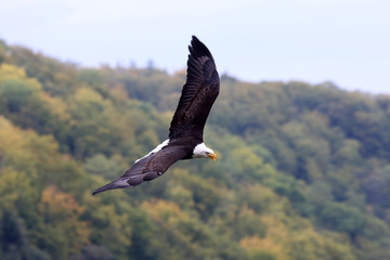 Weißkopfseeadler