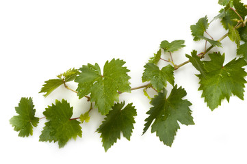 grape leaves
