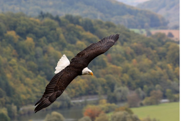 Weißkopfseeadler im Flug
