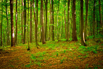 Path in beautiful beech forest near Rzeszow, Poland