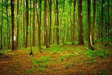 Printed kitchen splashbacks Trees Path in beautiful beech forest near Rzeszow, Poland