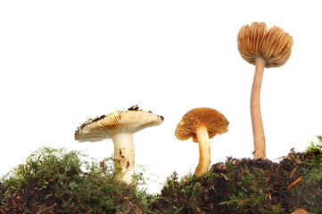 Three Toadstools