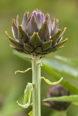 artichoke