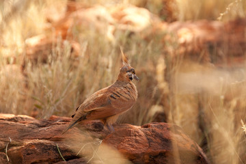 Rotschopftaube Spinifex Pigeon IMG_2288