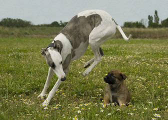 levrier et chiot berger