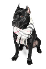American Pittbull Terrier dog in studio