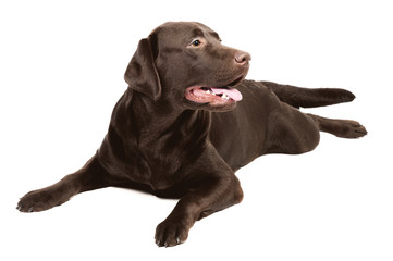 Chocolate labrador in studio