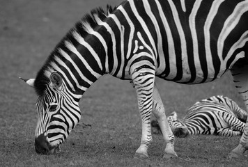 Fototapeta na wymiar Czarno-białe ujęcie Zebra w safari.