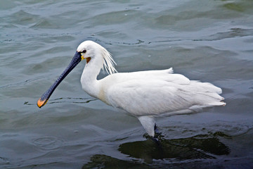 Spatule blanche - Platalea leucorodia - à la recherche de nourriture