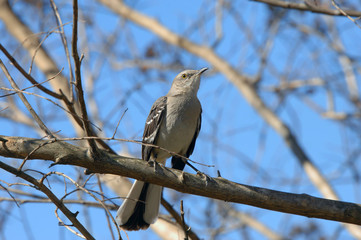 Arkansas Mocking Bird