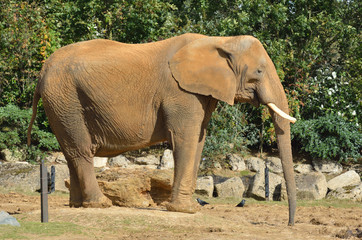Fototapeta na wymiar profil słonia