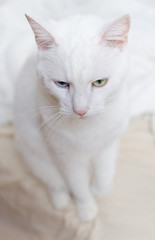 Portrait of white cat with different eyes
