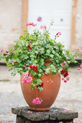 geranium pot