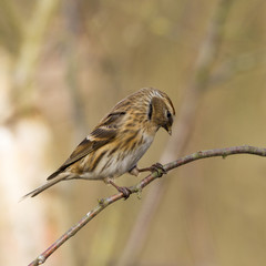 Redpoll (Carduelis flammea)