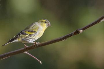 siskin