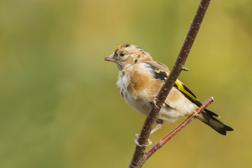 Goldfinch (Carduelis-carduelis)