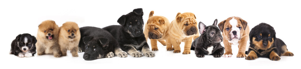 Group of  Puppies of different breeds