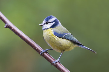 Bluetit (Parus caeruleus)