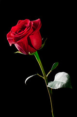 Rose flower.