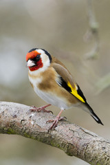 Goldfinch (Carduelis-carduelis)