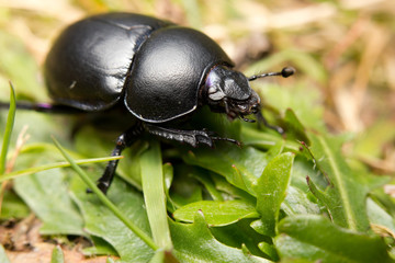 An earth-boring dung beetle on forest floor