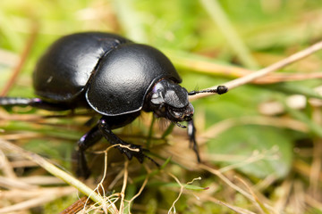 An earth-boring dung beetle on forest floor
