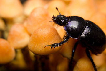 An earth-boring dung beetle and orange woodland mushrooms