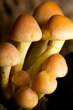 Close-up of mushrooms (or toadstool)