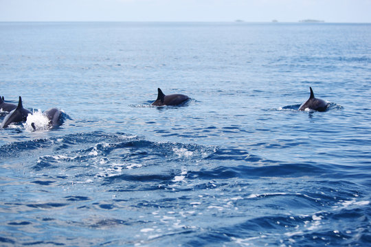 dolphins in ocean waves