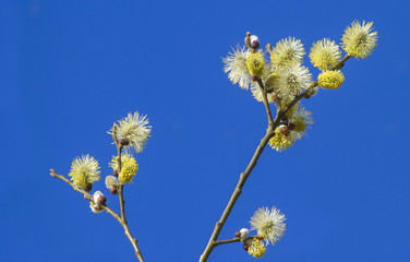 pussy willow branches