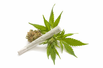 Fototapeta premium Hemp (cannabis)