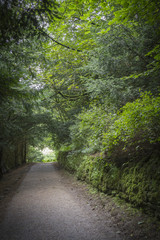 Fototapeta premium country lane