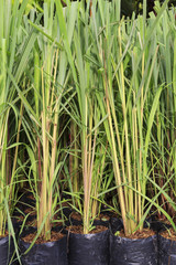Obraz premium Seedling of the lemon grass.