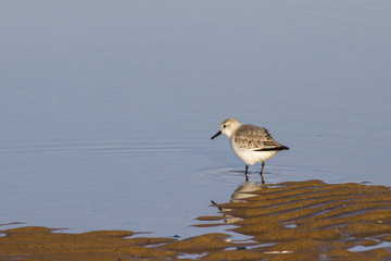Sanderling (Calidris alba)