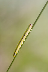 Sawfly larva  (Dolerus ferrugatus )