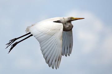 Great egret flying