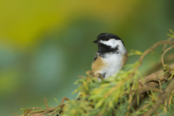 Black-capped Chickadee in a Spruce Tree