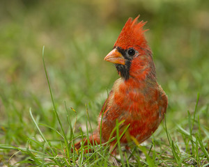 Northern Cardinal on the Ground