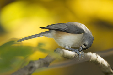 Tufted Titmouse Eating a Seed