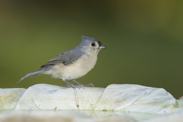 Tufted Titmouse on a birdbath
