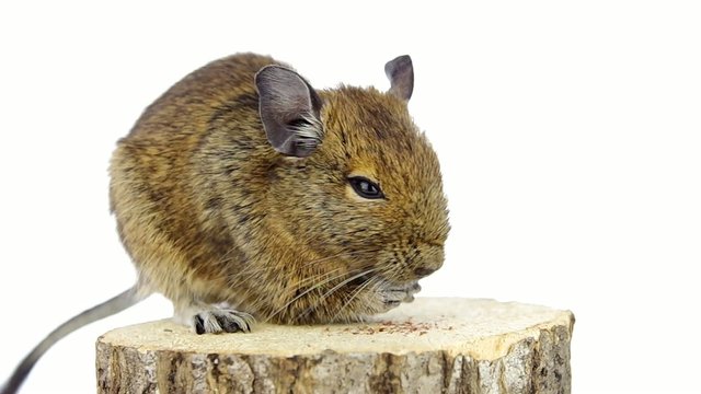 Degu eating pet food on a tree stump
