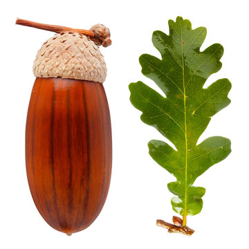 White Oak Acorn And Leaf