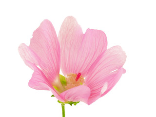 A pink flower.
