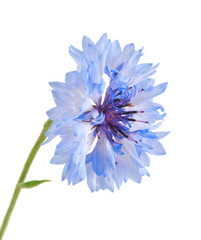 Blue cornflower isolated on the white background.
