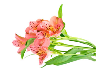 Obraz premium A flower isolated on the white background.